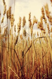 Close-up of stalks in field against sky