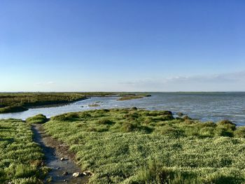 Scenic view of marshes against blue sky