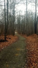 View of bare trees in forest