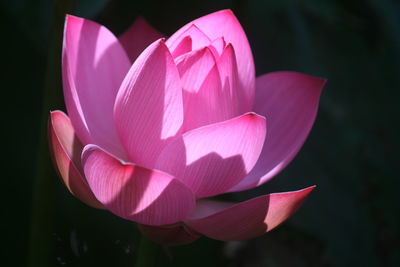 Close-up of pink lotus