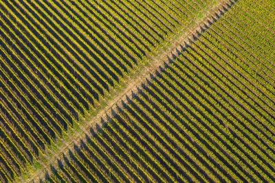 Full frame shot of vineyard