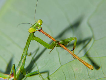 Close-up of grasshopper on leaf