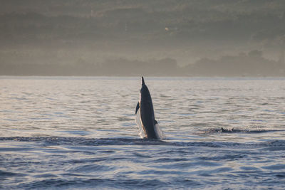 Horse in sea against sky