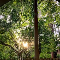 Low angle view of trees in forest