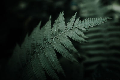 Close-up of fern leaves