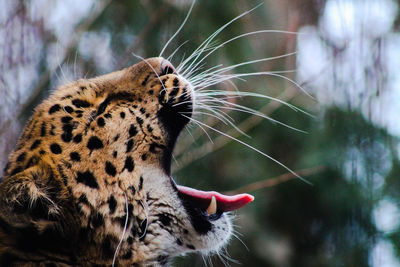 Close-up of leopard yawning