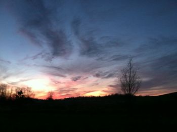 Silhouette of trees at sunset