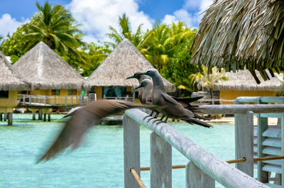 Bird perching on swimming pool against sky