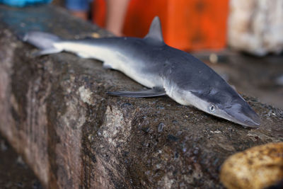 Close-up of fish on rock