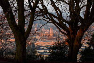 Trees in city against sky