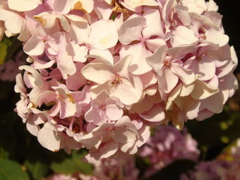 Close-up of pink flowers blooming outdoors