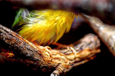 Close-up of yellow flower
