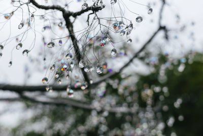 Close-up of raindrops on tree branches