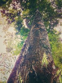 Low angle view of tree trunks in forest