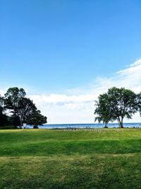 Trees on field against blue sky