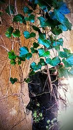 Close-up of plants against wall