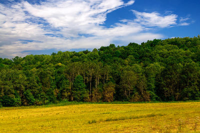 Trees on field against sky