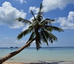 Palm tree by sea against sky