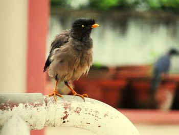 Close-up of bird perching on retaining wall