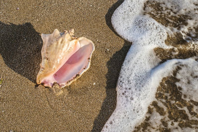 High angle view of crab on sand