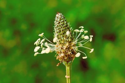 Close-up of flower blooming outdoors