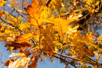 Schaan, liechtenstein, october 14, 2021 autumn scenery with colorful leaves on a branch