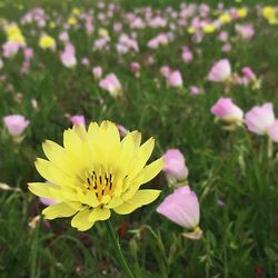 Close-up of pink flowering plant on field