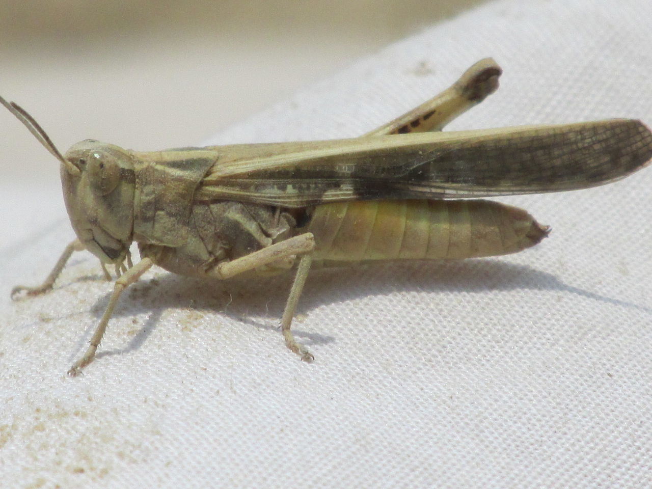 MACRO SHOT OF GRASSHOPPER