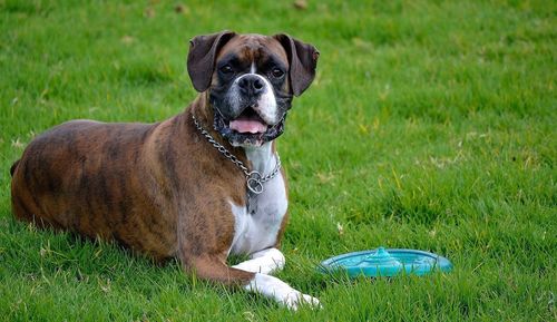 Portrait of dog sitting on field