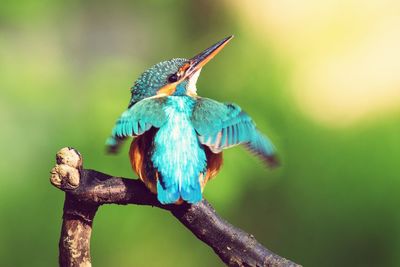 Close-up of peacock perching on branch