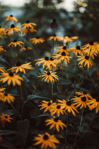 Close-up of orange flowering plant