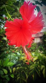 Close-up of red flower