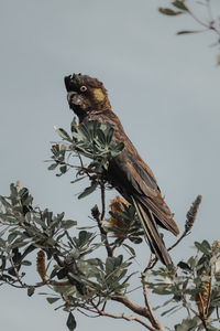 Low angle view of bird perching on branch