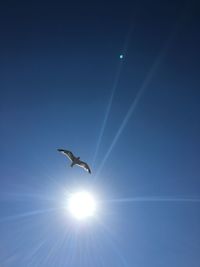 Low angle view of seagull flying in sky