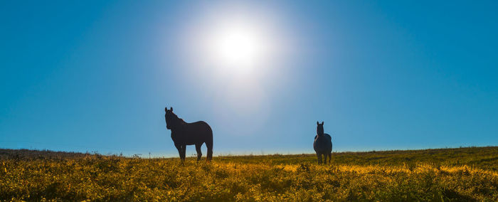 Horses on a field