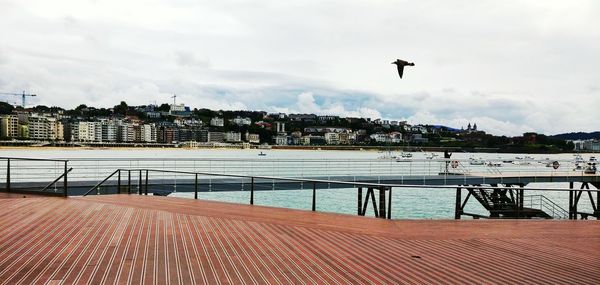 View of birds flying over city