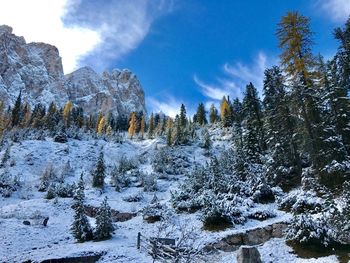 Low angle view of trees on snowcapped mountains