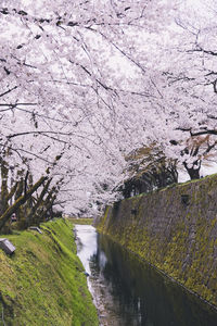 Scenic view of river