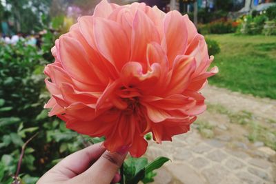 Close-up of hand holding flower