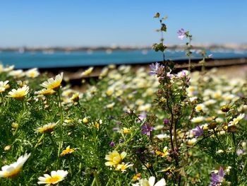 Close-up of purple flowering plants on land against sky