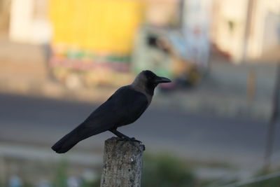 Close-up of bird perching on wooden post