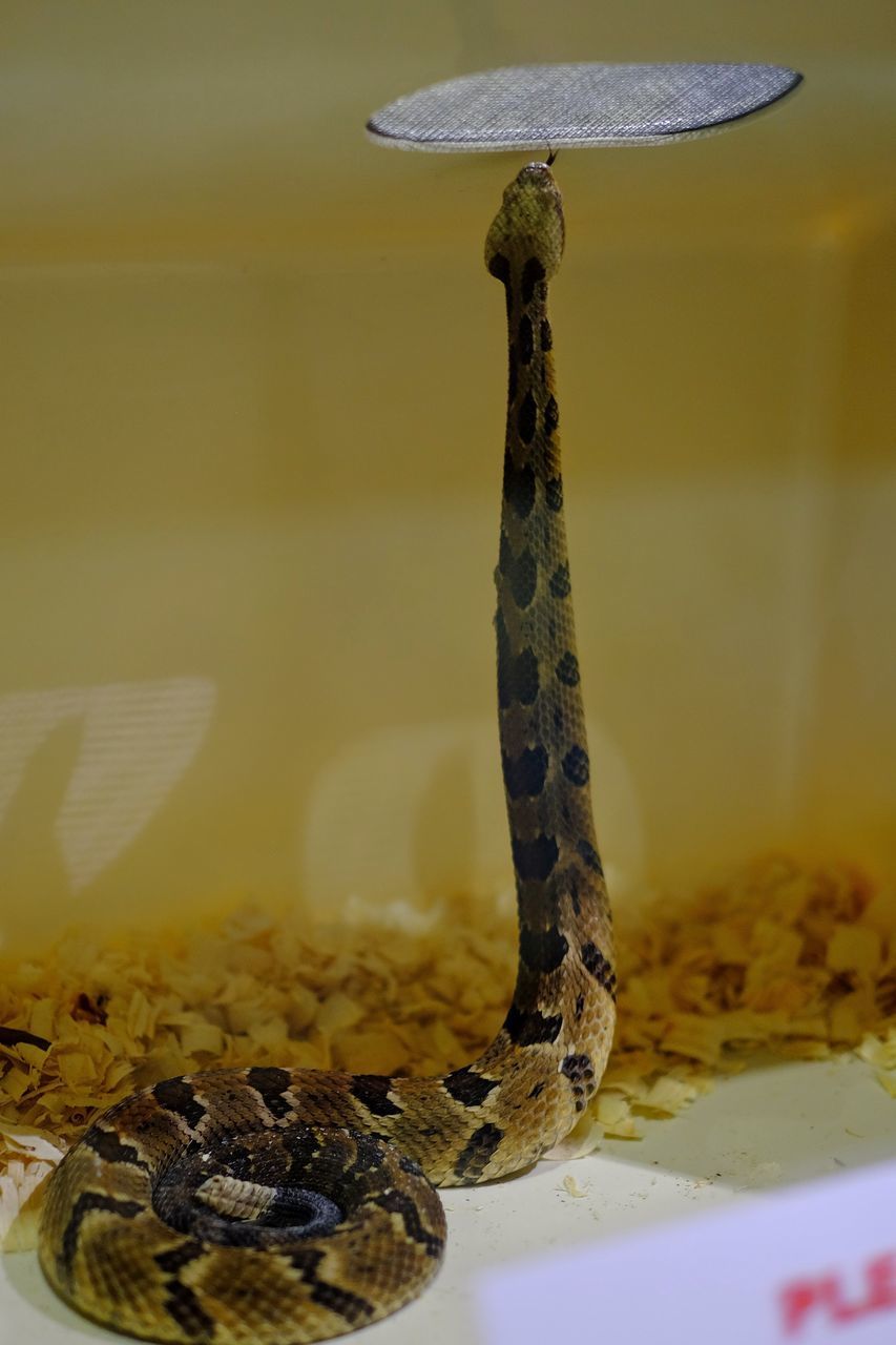 CLOSE-UP VIEW OF SNAKE