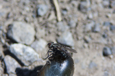 Close-up of insect on plant