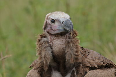 Close-up portrait of owl