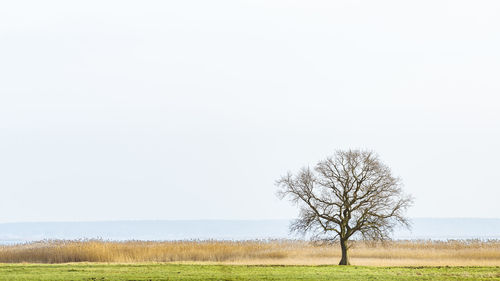 Bare tree on field against clear sky