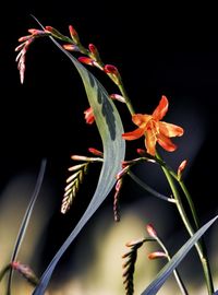 Close-up of flowers over black background