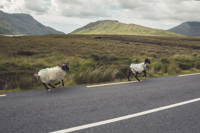 View of sheep on road