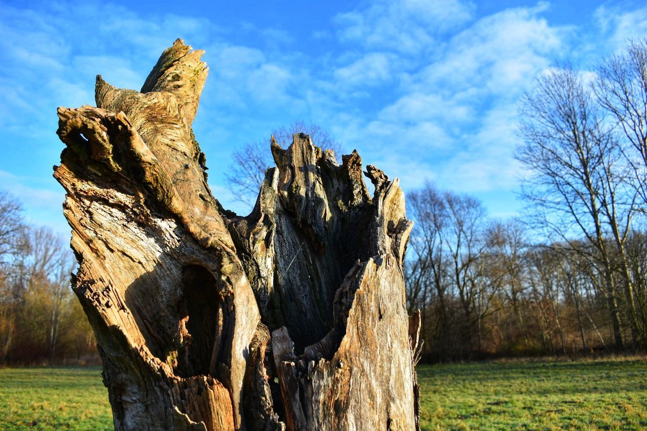 no people, day, nature, sky, tree, tranquility, outdoors, wood - material, field, tree stump, sunlight, bare tree, beauty in nature, dead tree, grass, close-up
