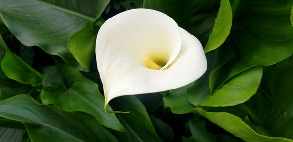 Close-up of white rose flower