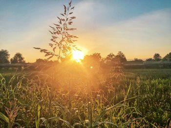 Plants growing on field against sky during sunset